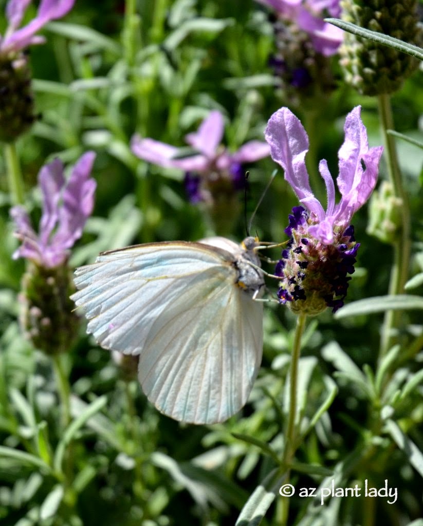 Butterfly Gardening