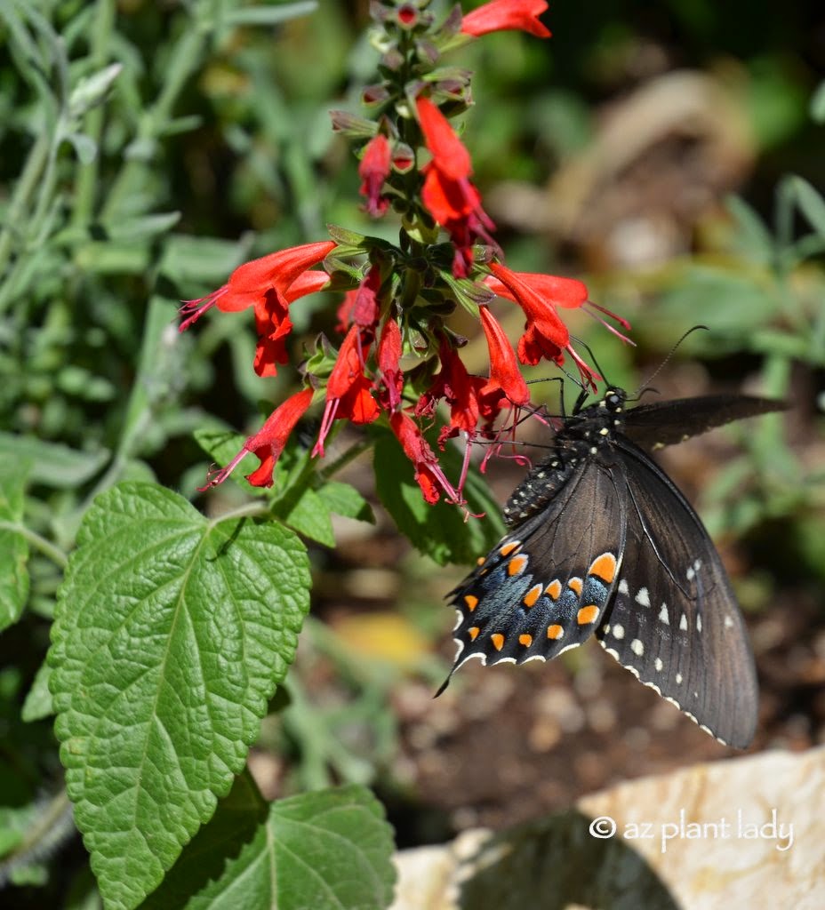 Butterfly Gardening