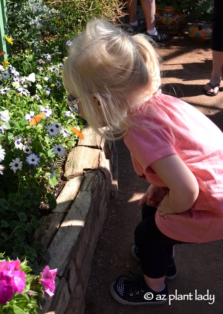 Desert Botanical Garden's butterfly