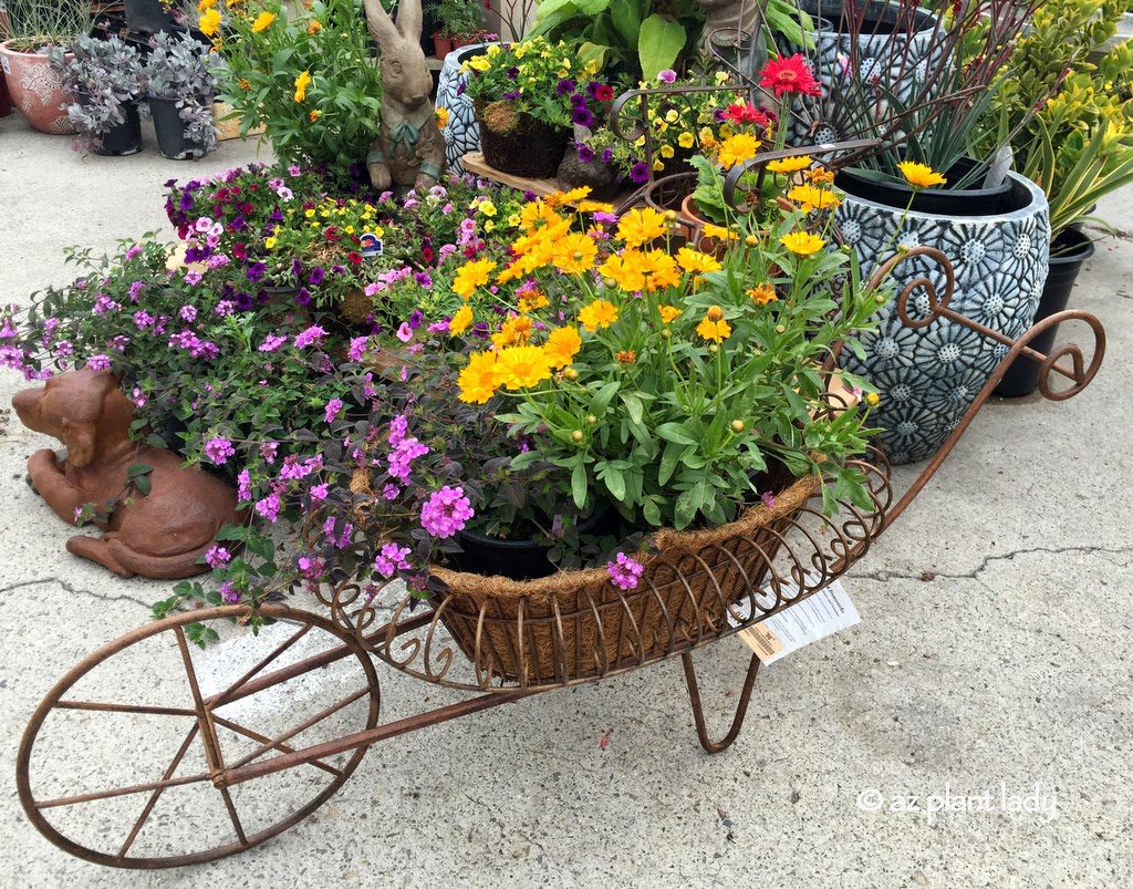 purple trailing lantana and coreopsis