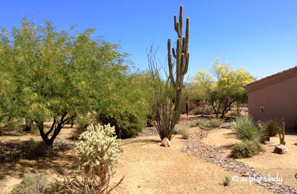 Drought Tolerant Landscape Irrigated by Rain