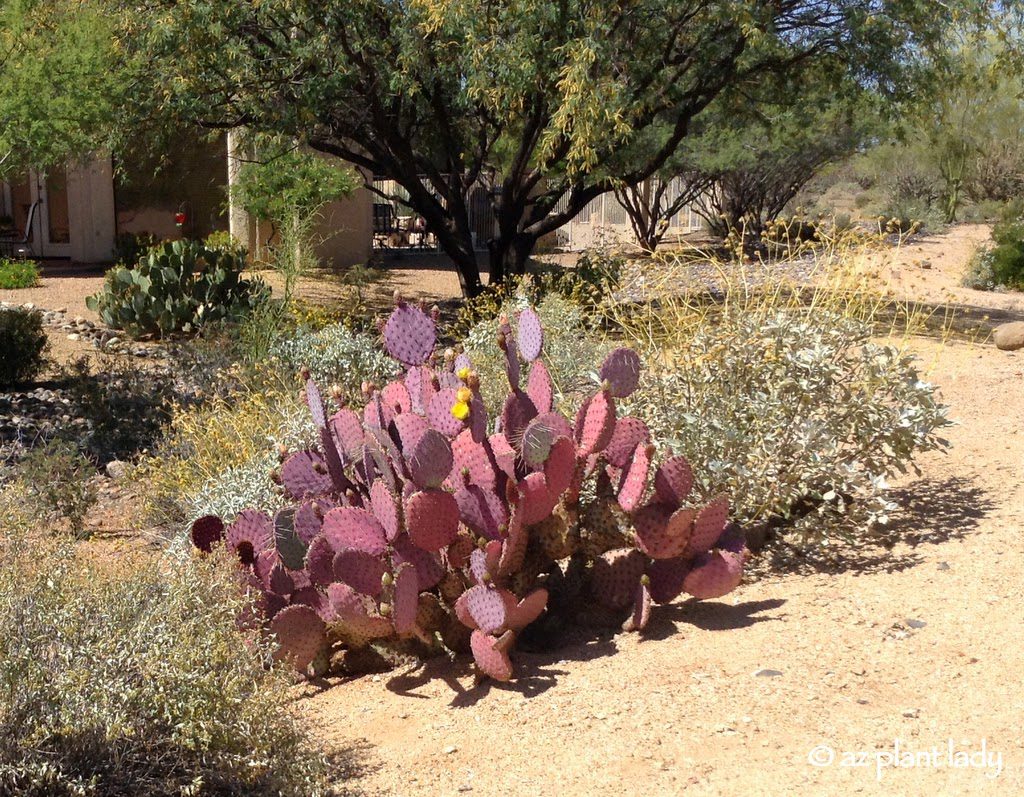 Drought Tolerant Landscape Irrigated by Rain