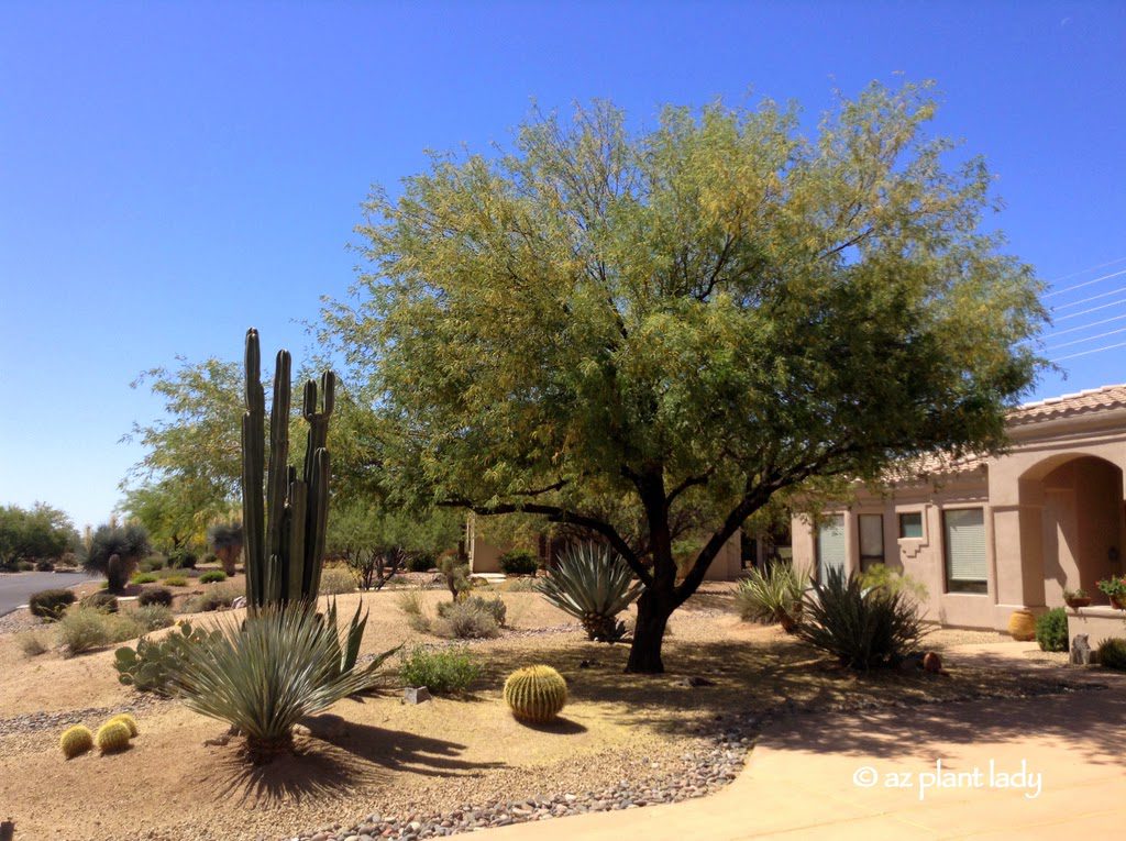 Drought Tolerant Landscape Irrigated by Rain