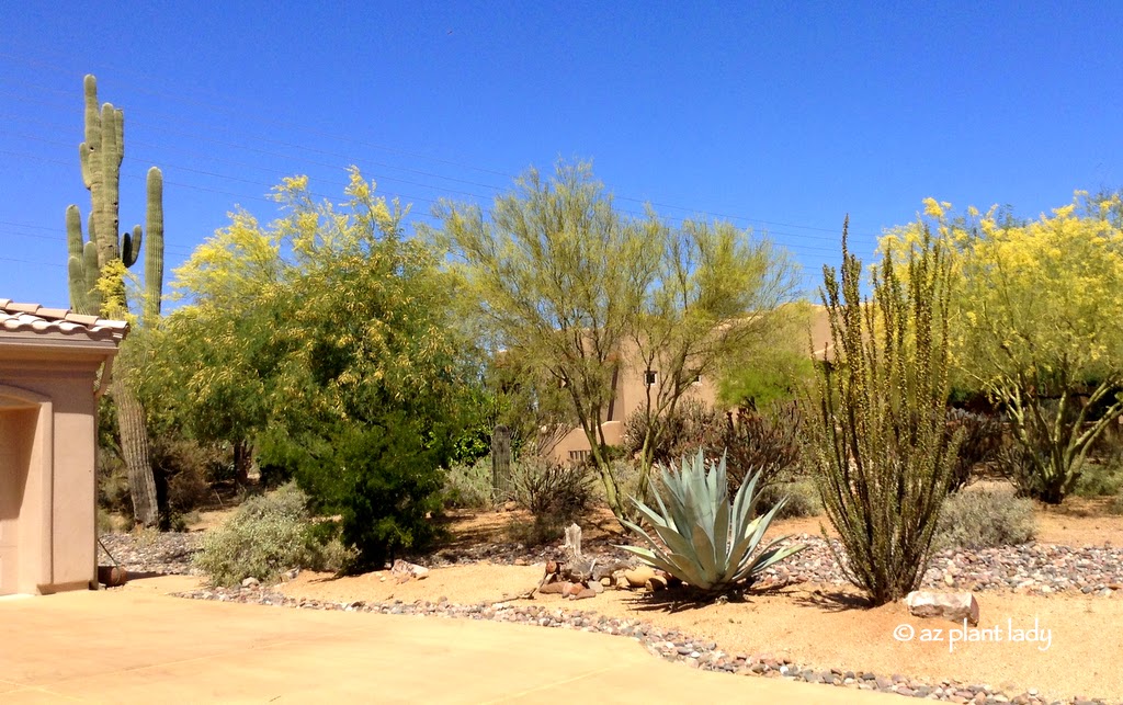 Drought Tolerant Landscape Irrigated by Rain