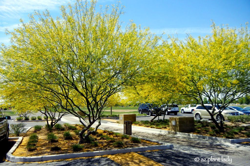 'Desert Museum' Palo Verde (Parkinsonia hybrid 'Desert Museum')