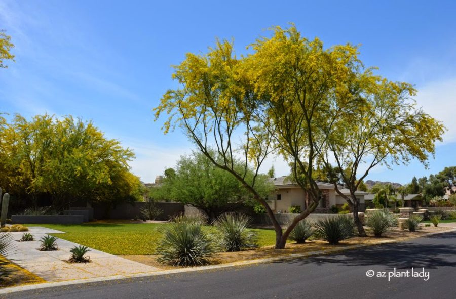 flowering_Desert_Museum_palo_verde_desert_spoon Desert Gardening 101