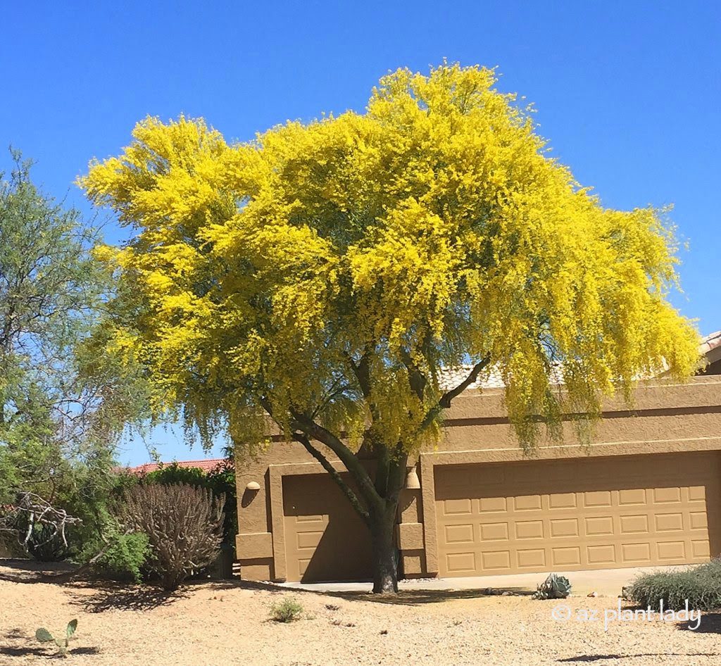 Blue Palo Verde