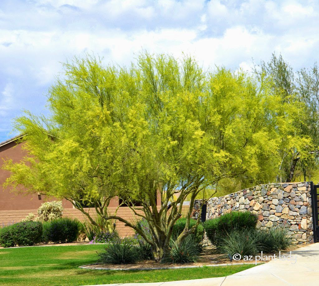 Foothills (Littleaf) Palo Verde (Parkinsonia microphylla)