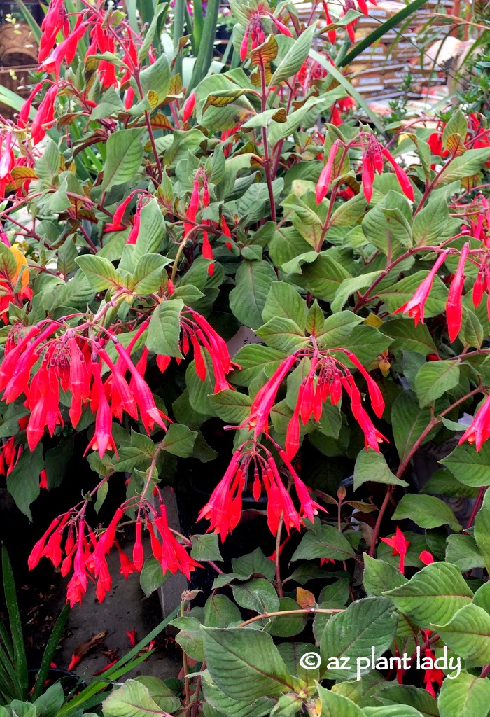 Fuchsia dependens