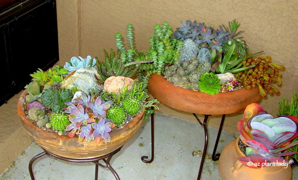 Succulents in Containers