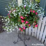succulent_containers_alternative_to_flowering_annuals