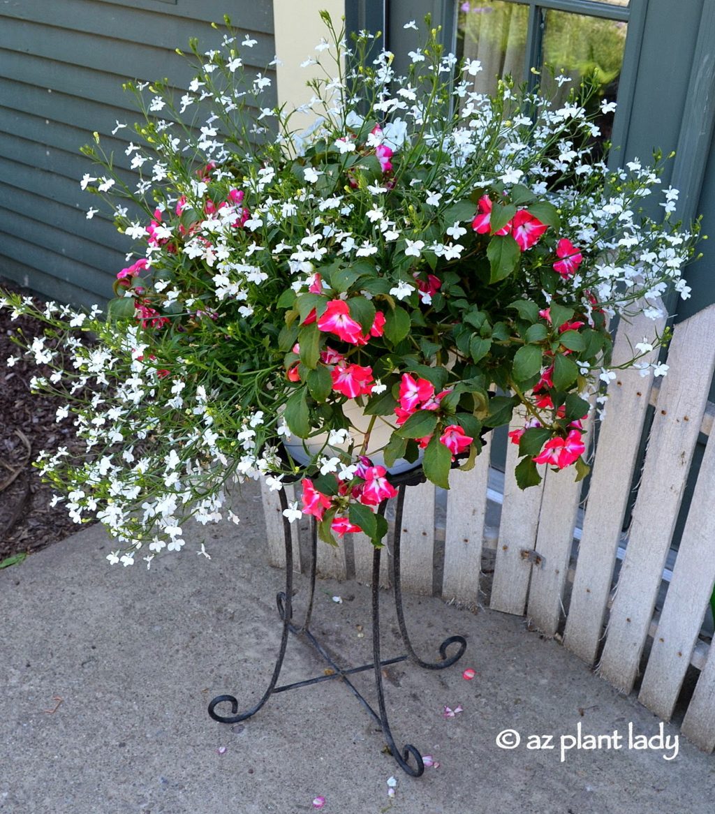 Replace Thirsty Flowering Annuals with Succulents in Containers