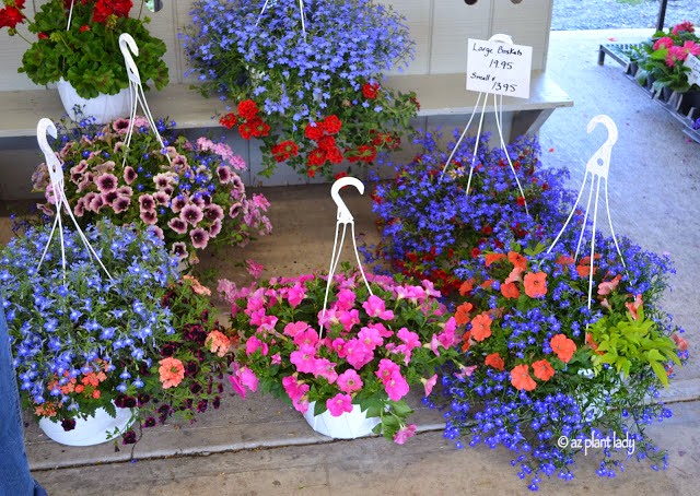 Replace Thirsty Flowering Annuals with Succulents in Containers