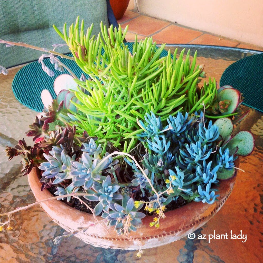 Succulents in Containers