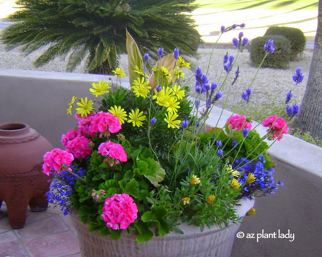 Succulents in Containers