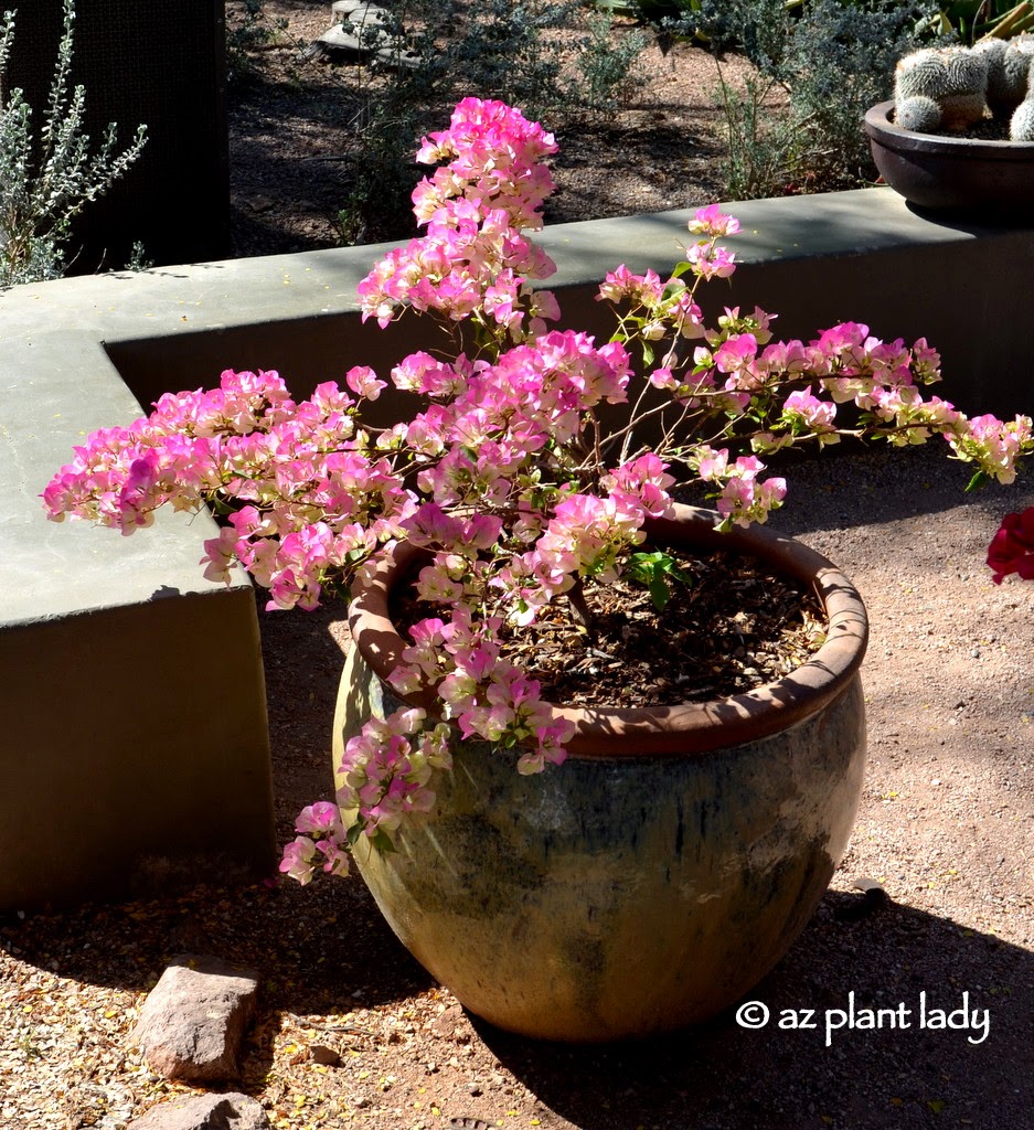 bougainvillea 