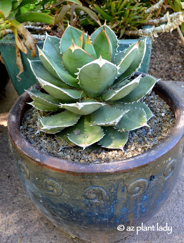 Succulents in Containers