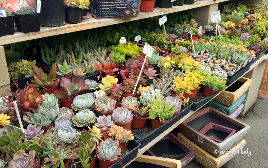 Succulents in Containers