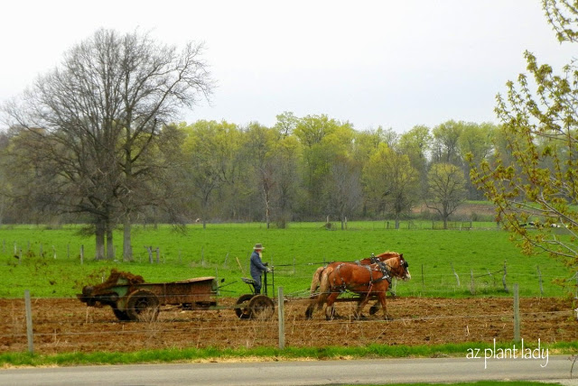 old Amish farmer