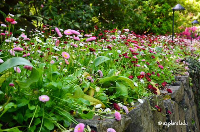 Road Trip Day 7: The Beauty of Butchart Gardens