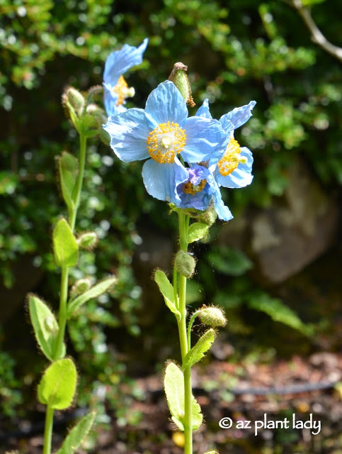 Himalayan blue poppy