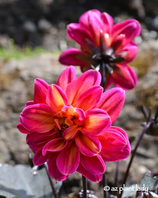 Brightly-colored dahlia.