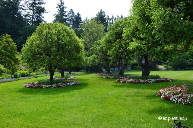  crab apple trees.