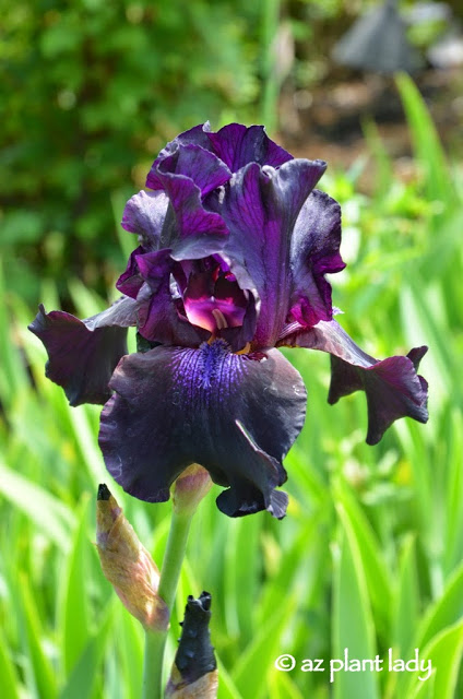 black bearded iris