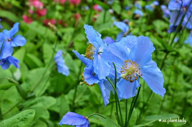 vivid blue flowers 