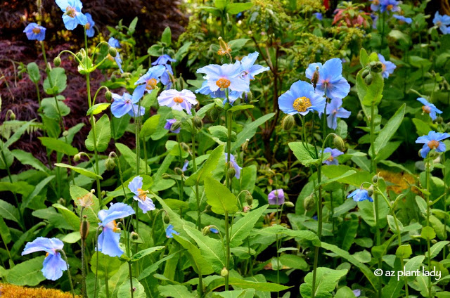 vivid blue flowers 