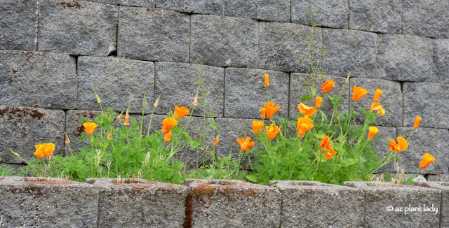 California poppies