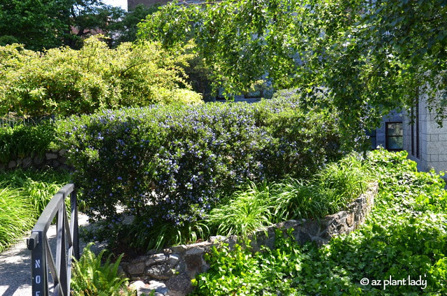 California lilac shrubs (Ceanothus)