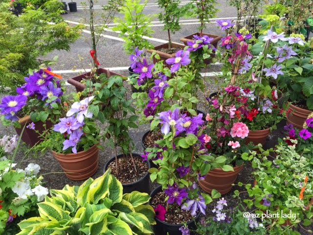 Clematis