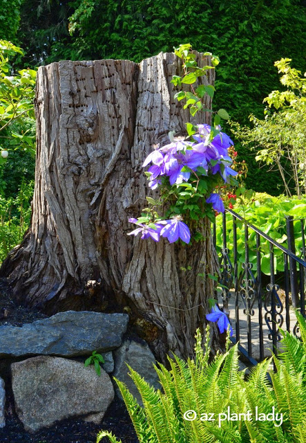 Clematis 