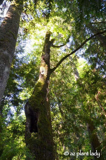 Olympic National Forest