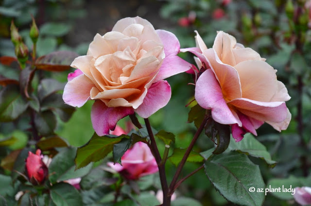 International Rose Test Garden in Portland