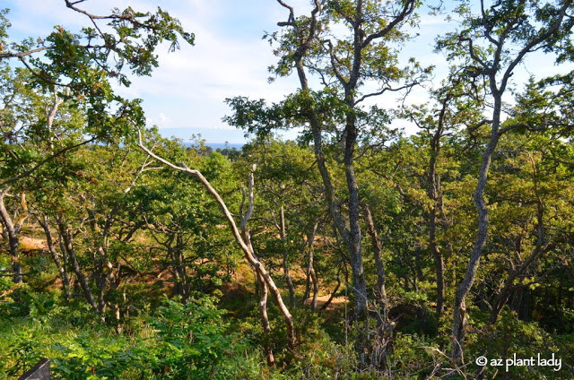 Large groves of Garry oak trees