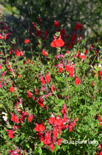 'Hot Lips' (Salvia greggii)