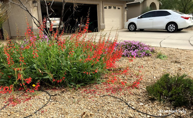 flowering plants 