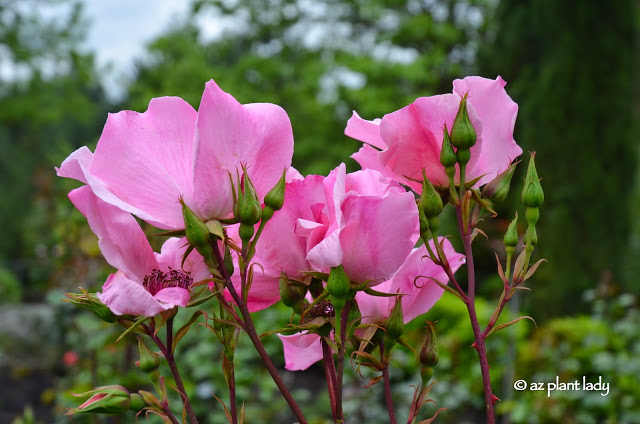 International Rose Test Garden in Portland