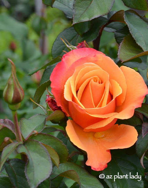 International Rose Test Garden in Portland