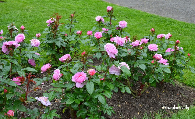 International Rose Test Garden in Portland