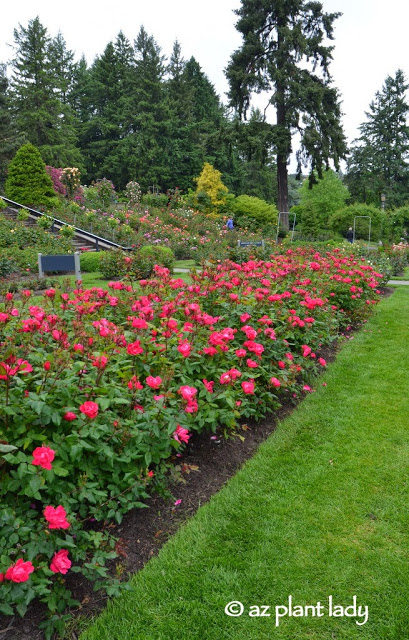 International Rose Test Garden in Portland