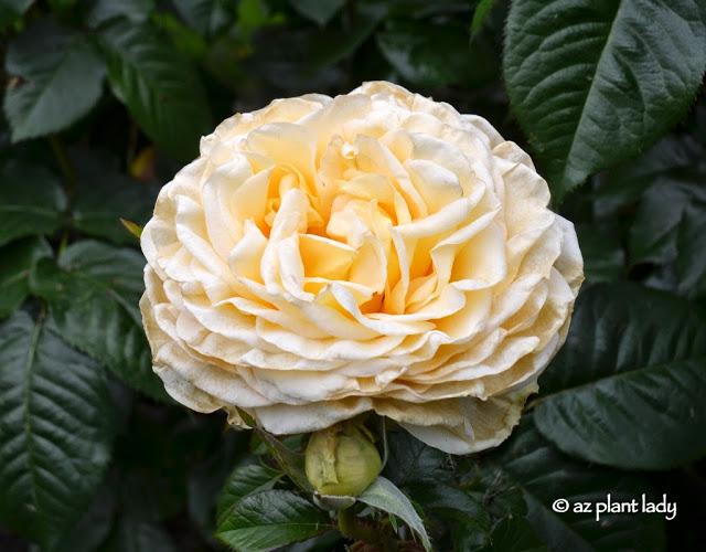 International Rose Test Garden in Portland