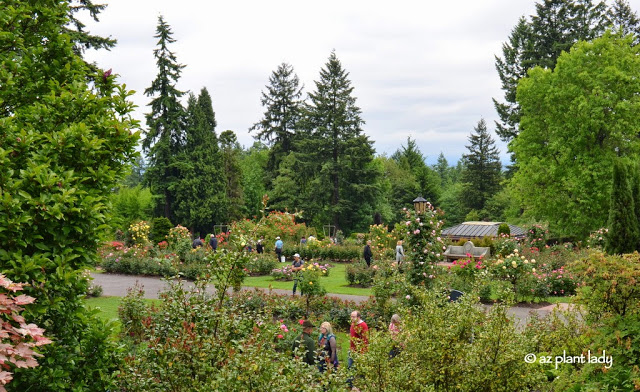 International Rose Test Garden in Portland