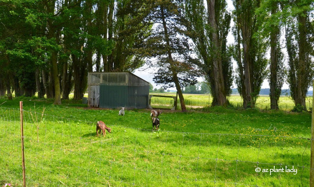 LaConner Flats Farm & Garden