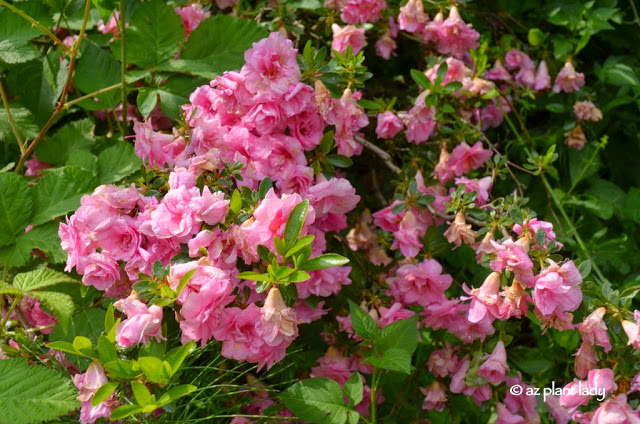 LaConner Flats Farm & Garden