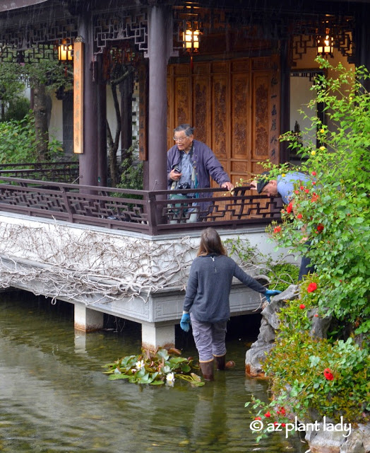 Chinese garden.