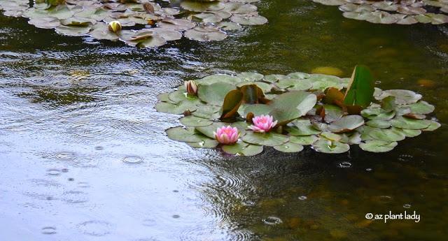 Chinese garden.