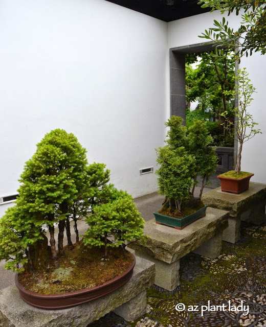 Bonsai plants